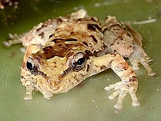 fritziana-goeldii-qurbagasi