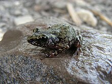 eleutherodactylus-pipilans-qurbagasi