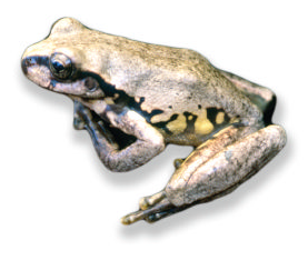 sarcohyla-bistincta-qurbagasi