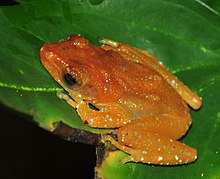 nyctixalus-pictus-qurbagasi