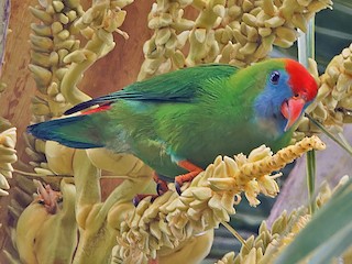 kamigin-asma-tutuqususu