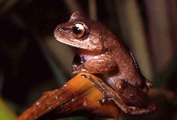 aplastodiscus-cochranae-qurbagasi