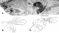 avitomyrmex-qarisqasi