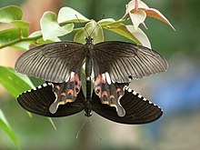 papilio-polytes-kepeneyi