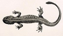 ranodon-salamandri