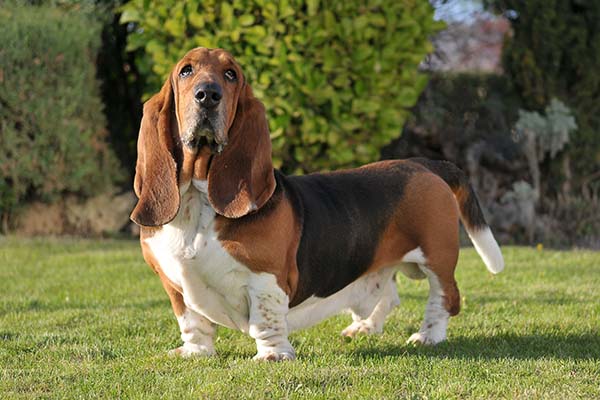 basset-tazisi