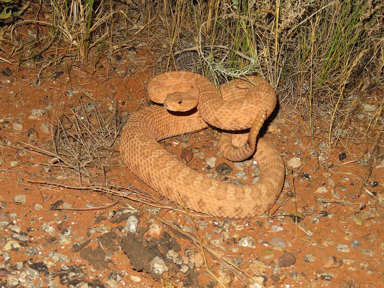 crotalus-concolor-ilani