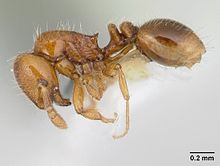 oxyepoecus-qarisqasi