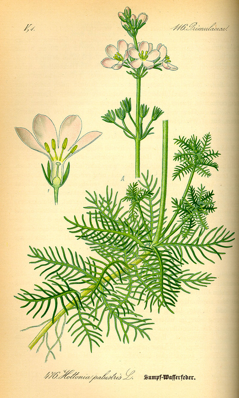 hottonia-palustris-bitki