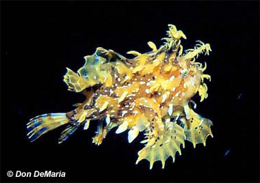 sargassum-baligi