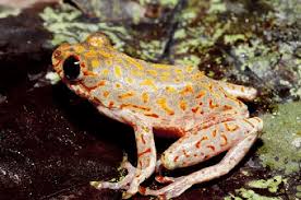 hyperolius-brachiofasciatus-qurbagasi