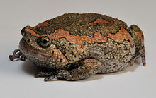 uperodon-taprobanicus-qurbagasi