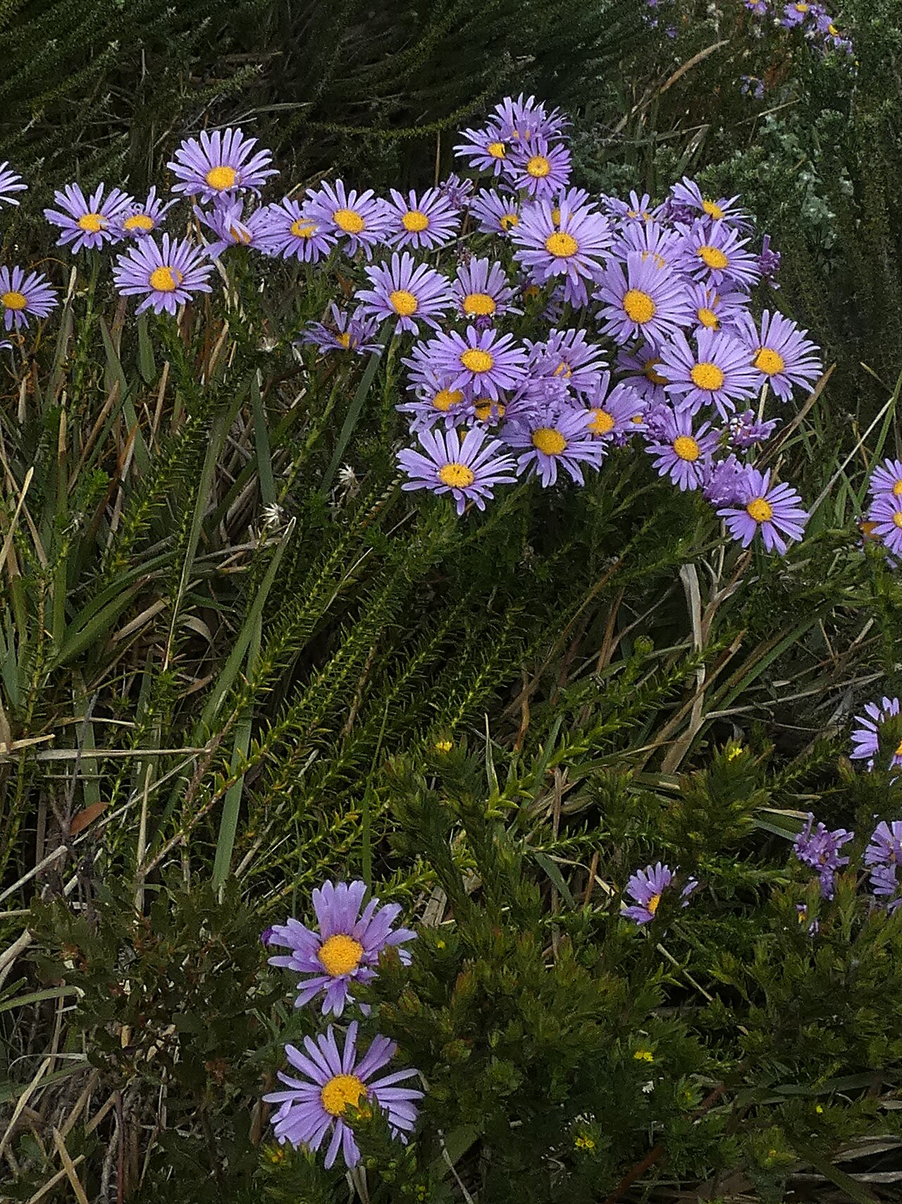 qum-cobanyastigi-felicia-echinata