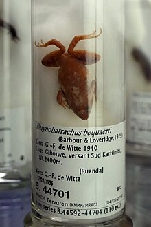 phrynobatrachus-bequaerti-qurbagasi