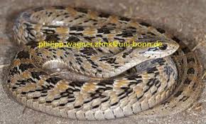 causus-bilineatus-ilani
