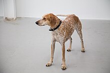 american-english-coonhound-it-cinsi