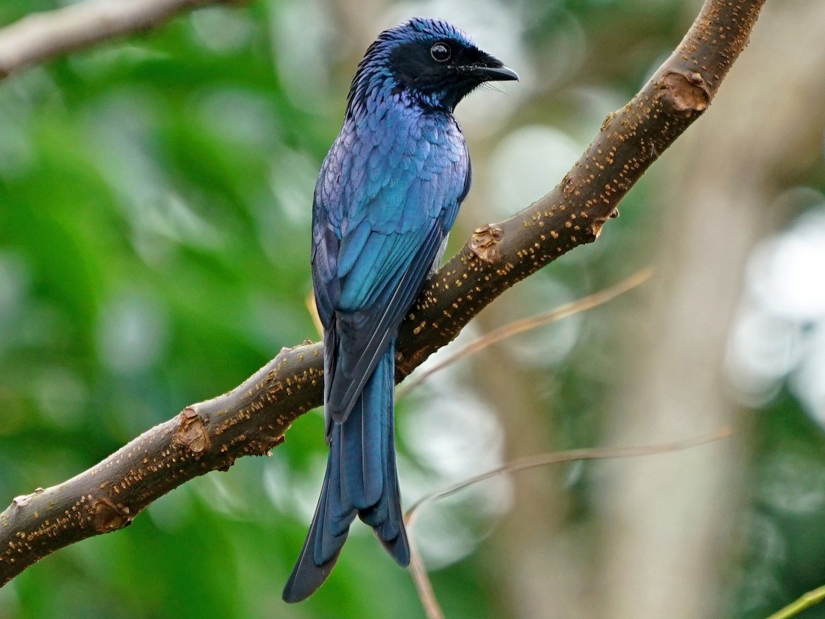 tunc-drongo