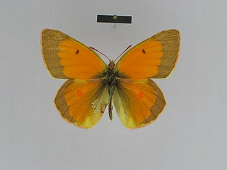 colias-hyperborea-arktik-sari-kepenek