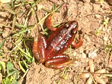 amietia-wittei-qurbagasi