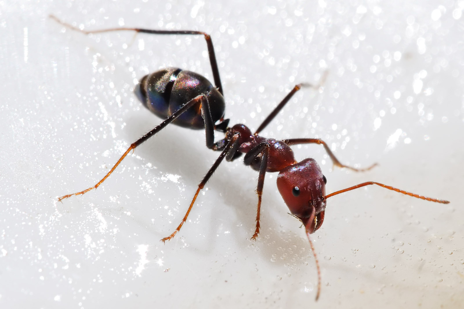 iridomyrmex-qarisqasi