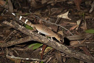 carphodactylus-gekkonu