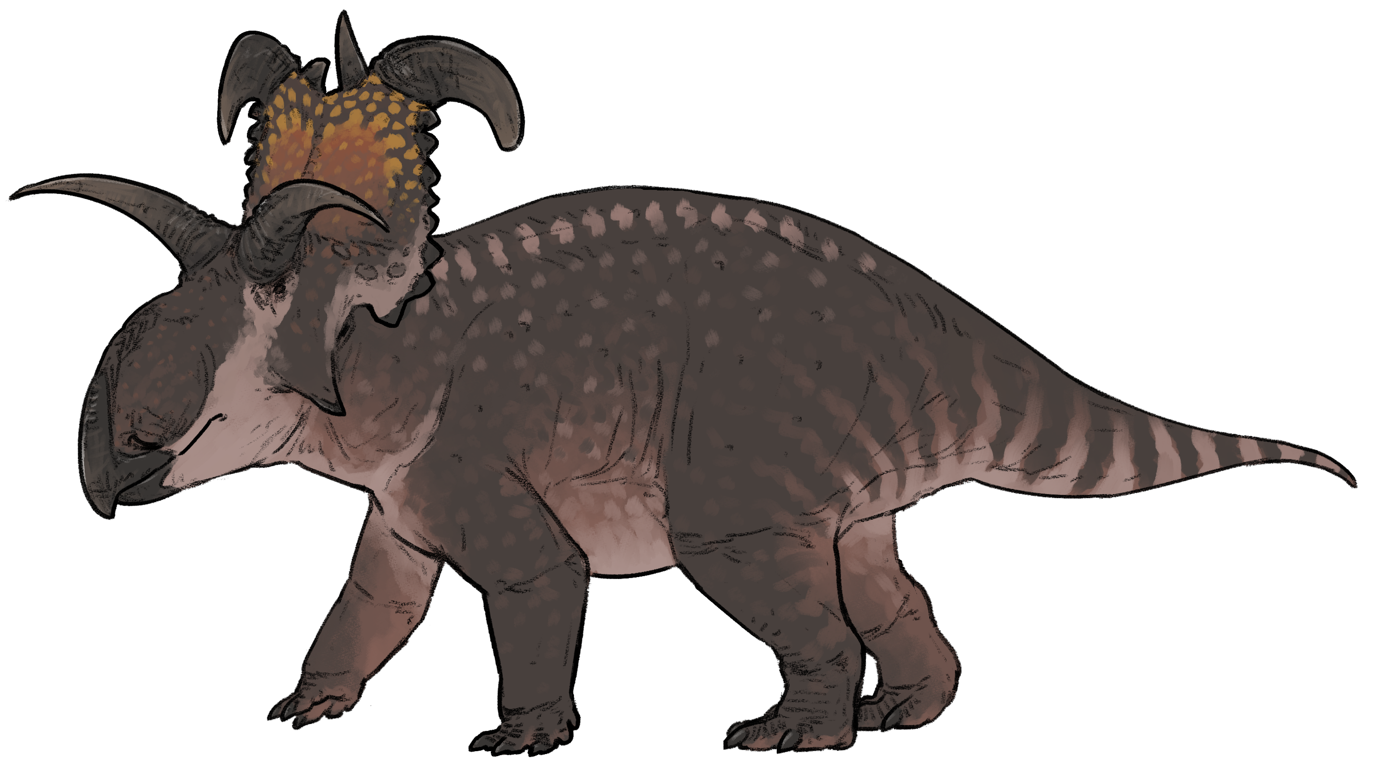 lokiseratops