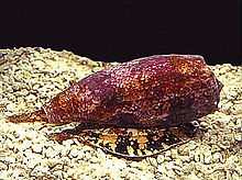 conus-geographus-cografiya-konik-ilbizi