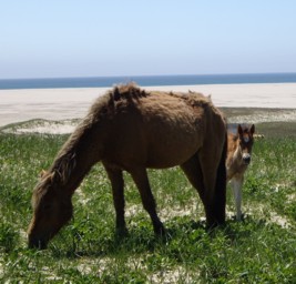 sable-island-poni