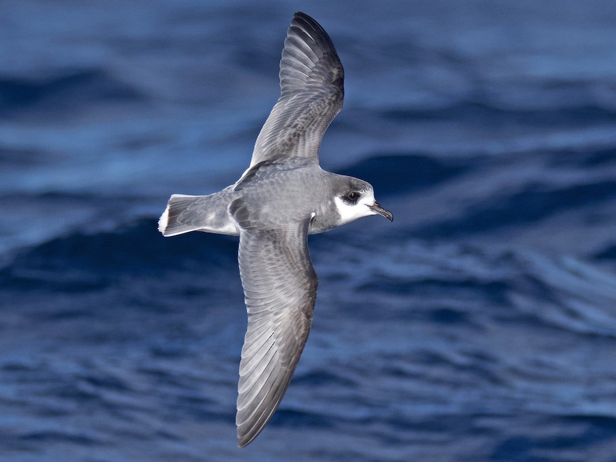 mavi-petrel