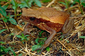 rhaebo-guttatus-qurbagasi