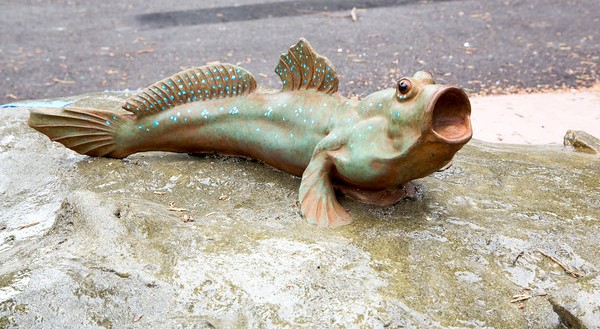 mudskipper-baliqlari