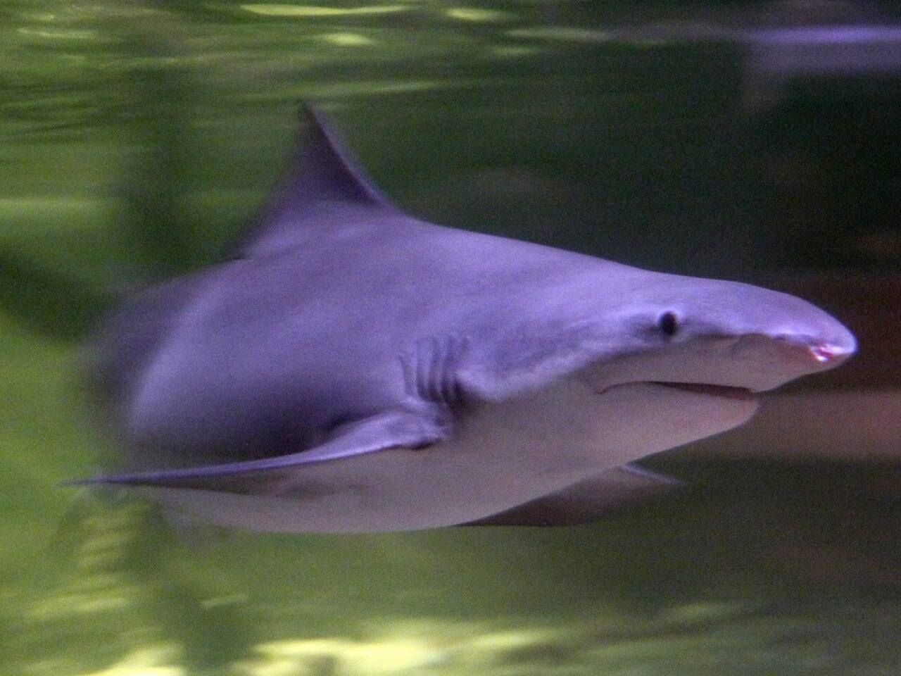 glyphis-cay-kopek-baliqlari