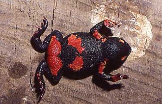 melanophryniscus-atroluteus-qurbagasi