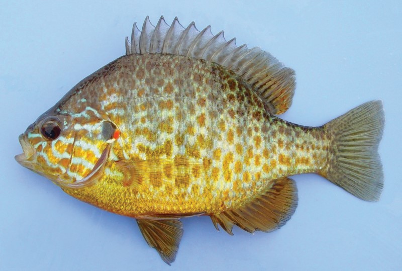 pumpkinseed-baligi