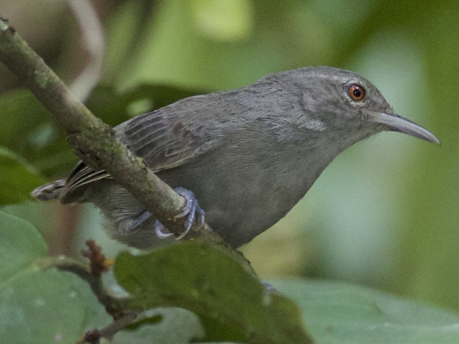 boz-wren-qus-novu