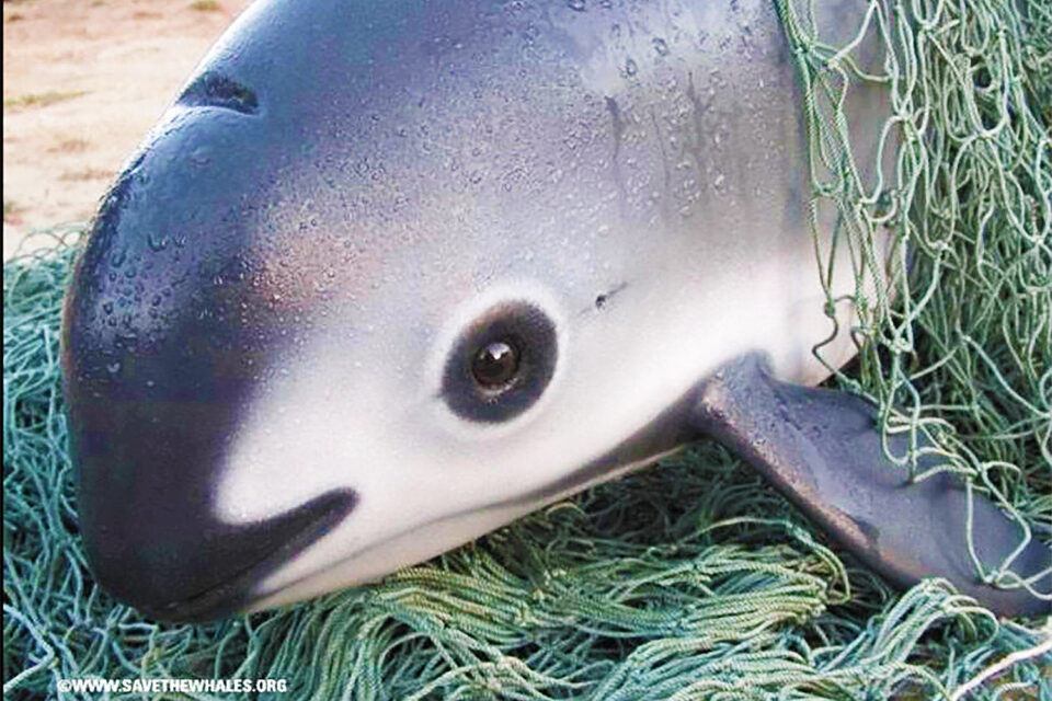vaquita