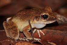 cornufer-papuensis-qurbagasi