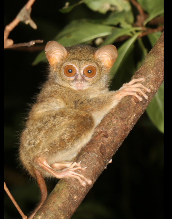 wallaces-tarsier