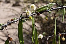 vachellia-reficiens-agac-ve-ya-kol-novu