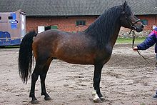 estoniya-yerli-ati