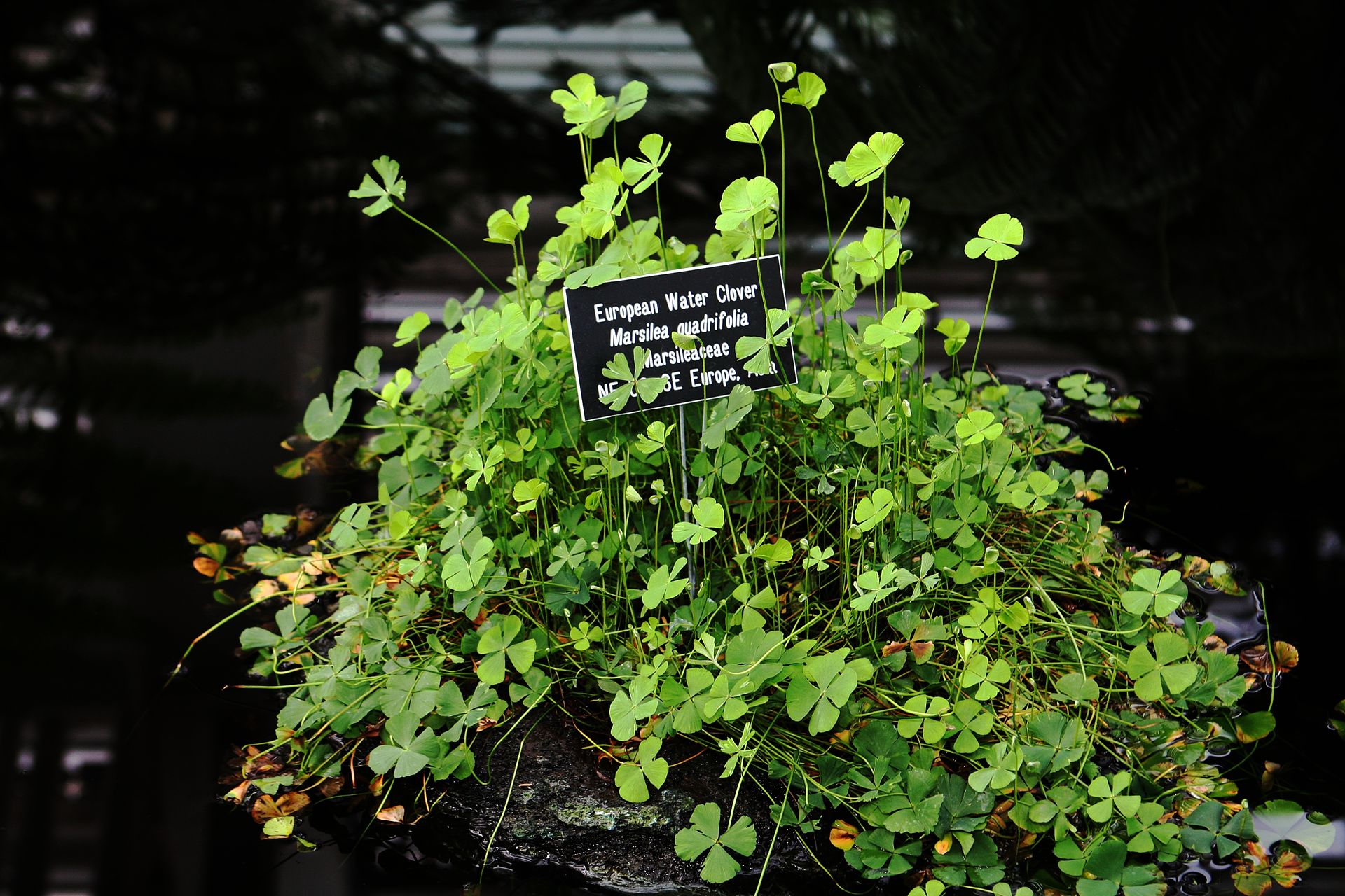 marsilea-quadrifolia