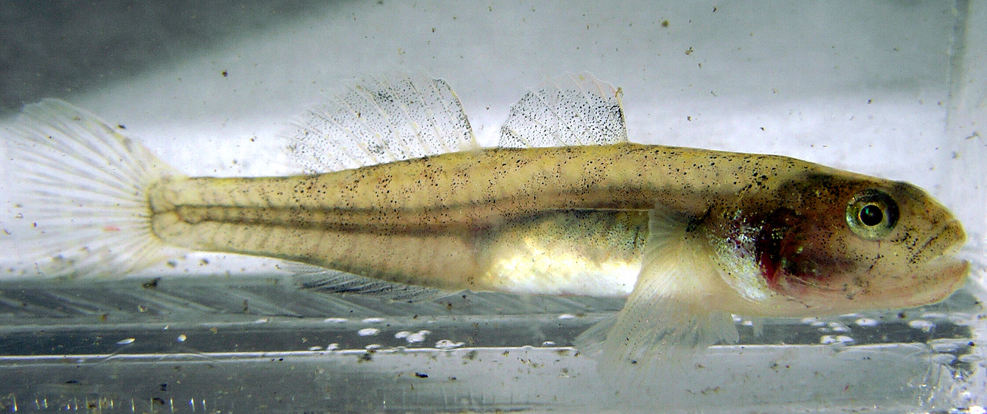 eucyclogobius-newberryi-baligi