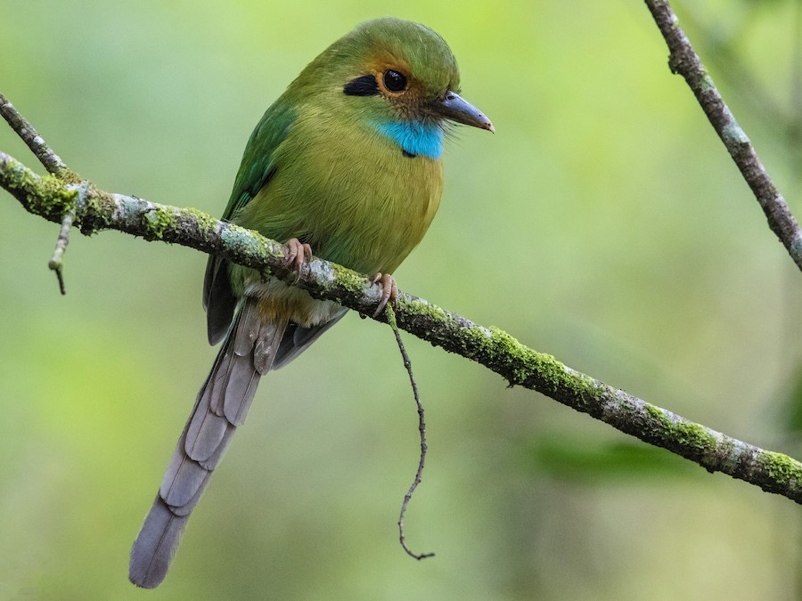 mavi-bogazli-motmot