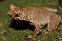 boulenophrys-brachykolos-qurbagasi