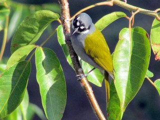 boz-basli-palma-tanager