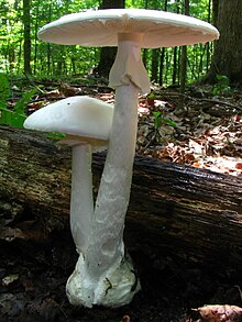 amanita-bisporigera-gobelek-novu