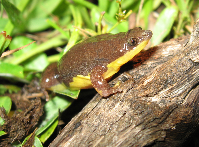 elachistocleis-bicolor-qurbagasi