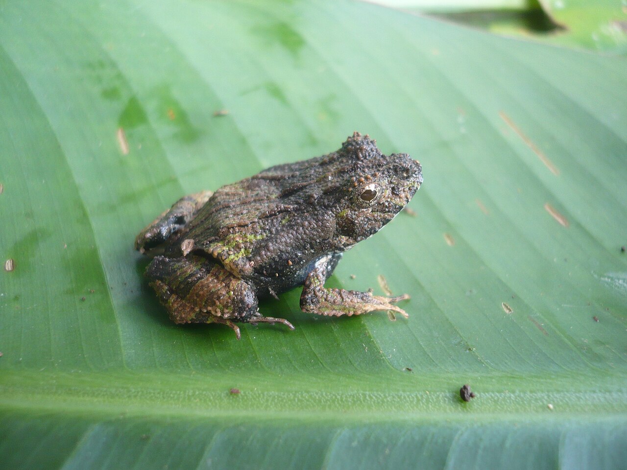 engystomops-petersi