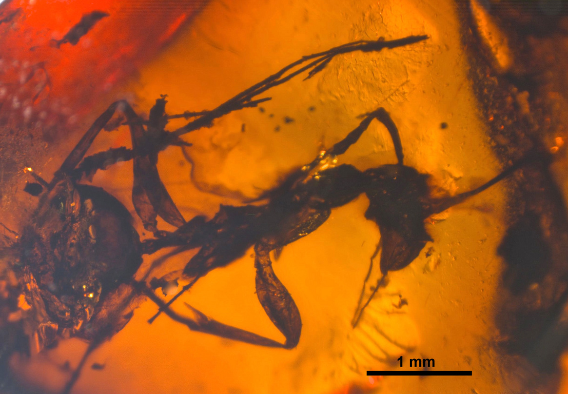 zherichinius-qarisqasi
