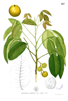 sandoricum-koetjape-meyvesi